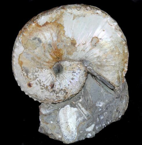 Bumpy Hoploscaphites spedini - South Dakota #38965